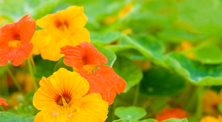 Nasturtium: The Importance of OXYGEN in the Skin