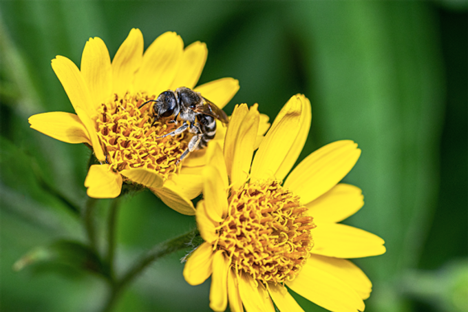Five Uses for Arnica + Healing Cream